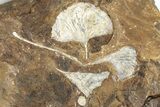 Four Fossil Ginkgo Leaves From North Dakota - Paleocene #201229-1